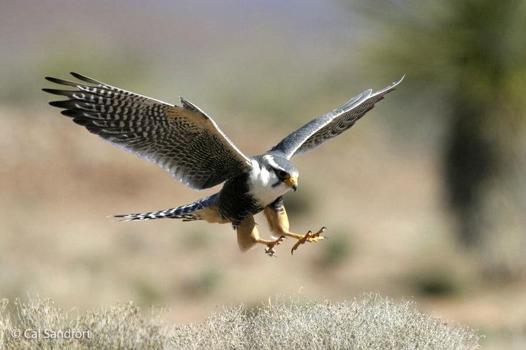Aplomado falcon Aplomado Falcon Falco femoralis in Explore Raptors Facts habitat