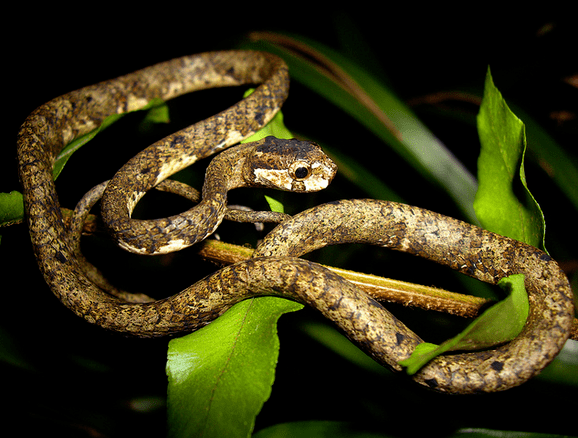 Aplopeltura Life is short but snakes are long April 2012