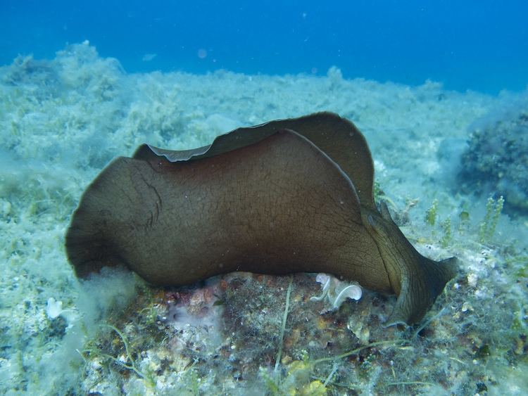 Aplysia depilans Aplysia depilans seeking food An Aplysia depilans Lepre d Flickr