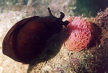 Aplysia depilans The Sea Slug Forum Aplysia depilans