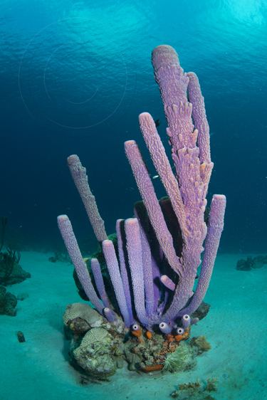 Aplysina archeri Coral Reef Photos Blog Archive Purple Stove Pipe Sponges