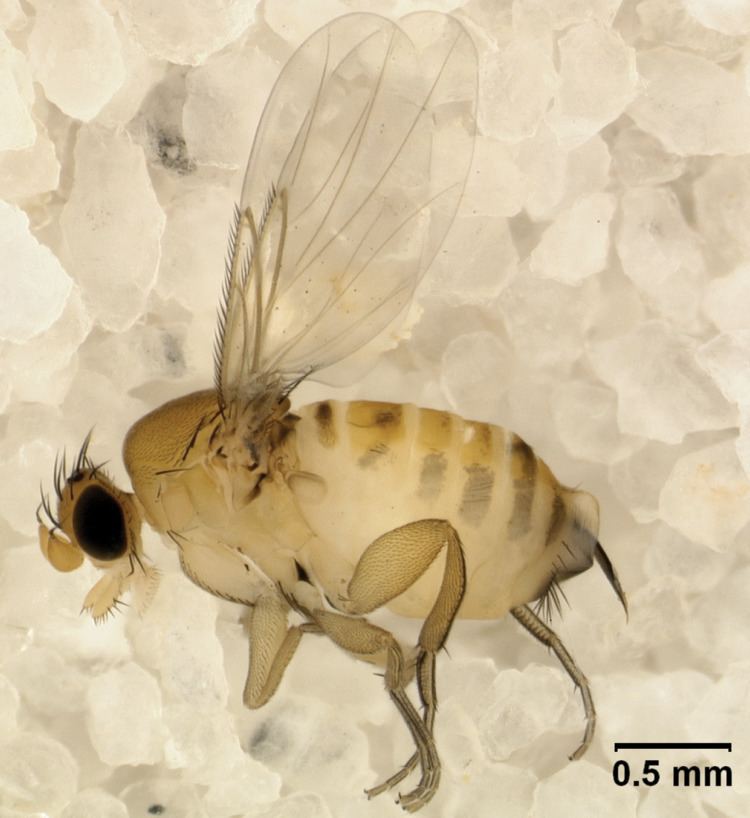 Apocephalus borealis httpsuploadwikimediaorgwikipediacommons88