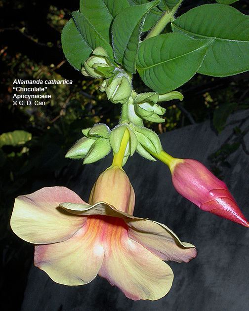 Apocynaceae Flowering Plant Families UH Botany