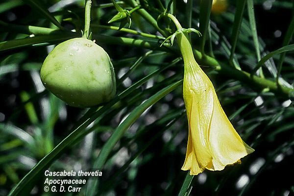 Apocynaceae Flowering Plant Families UH Botany