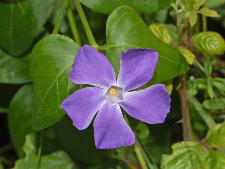 Apocynaceae FileApocynaceae Vinca major1JPG Wikimedia Commons