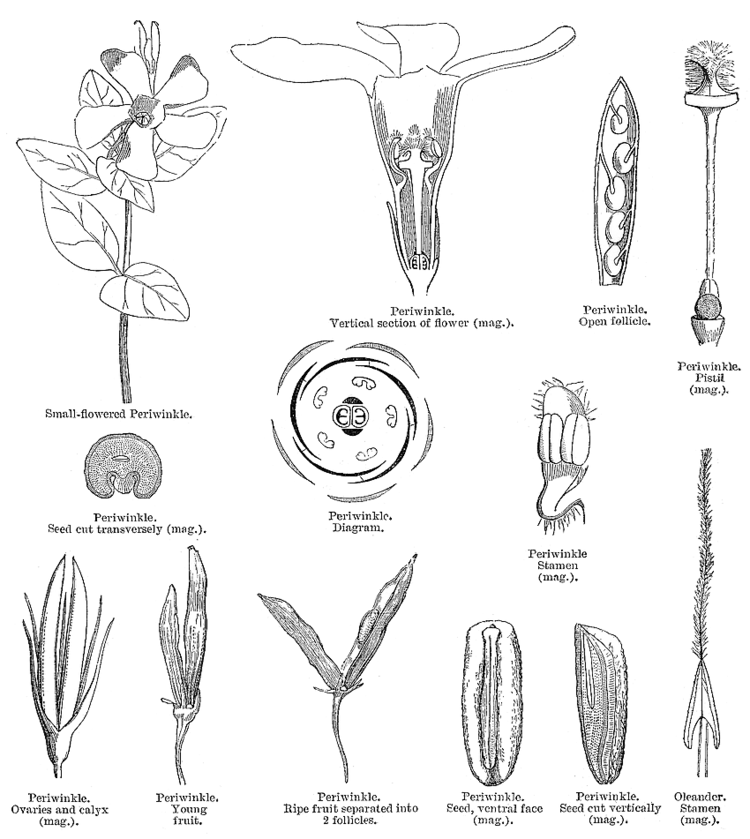 Apocynaceae Angiosperm families Apocynaceae Juss