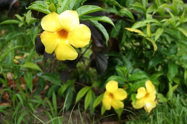 Apocynaceae Apocynaceae