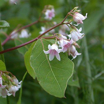 Apocynum androsaemifolium Apocynum androsaemifolium