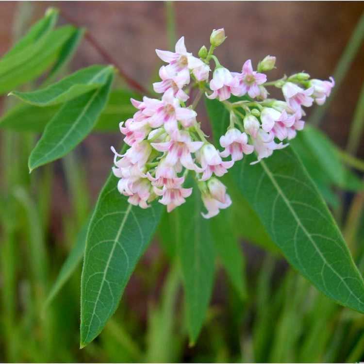 Apocynum androsaemifolium SEINet Arizona Chapter Apocynum androsaemifolium