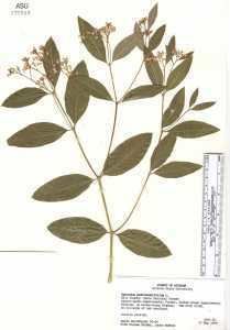 Apocynum androsaemifolium hasbrouckasueduimglibseinetApocynaceaeHerbs