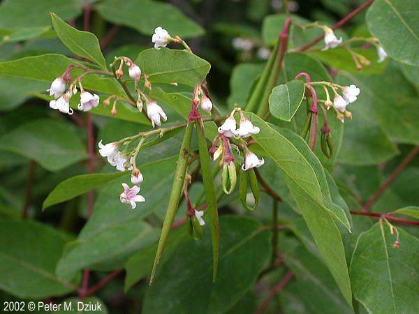 Apocynum androsaemifolium Apocynum androsaemifolium Spreading Dogbane Minnesota Wildflowers