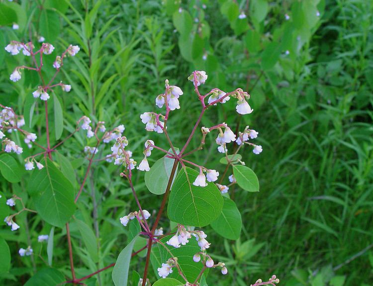 Apocynum androsaemifolium Apocynum androsaemifolium spreading dogbane Go Botany