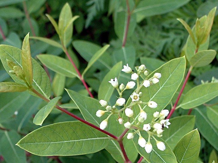 Apocynum cannabinum Indian Hemp Apocynum cannabinum Flora Pittsburghensis