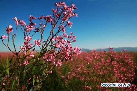 Apocynum venetum Fieryred Apocynum venetum flower blooms in Xinjiang CCTV News
