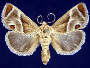 Apoda biguttata Apoda biguttata Shagreened Slug Moth Discover Life