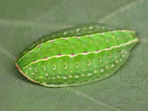 Apoda limacodes farm8staticflickrcom764416824305455d255d69b4