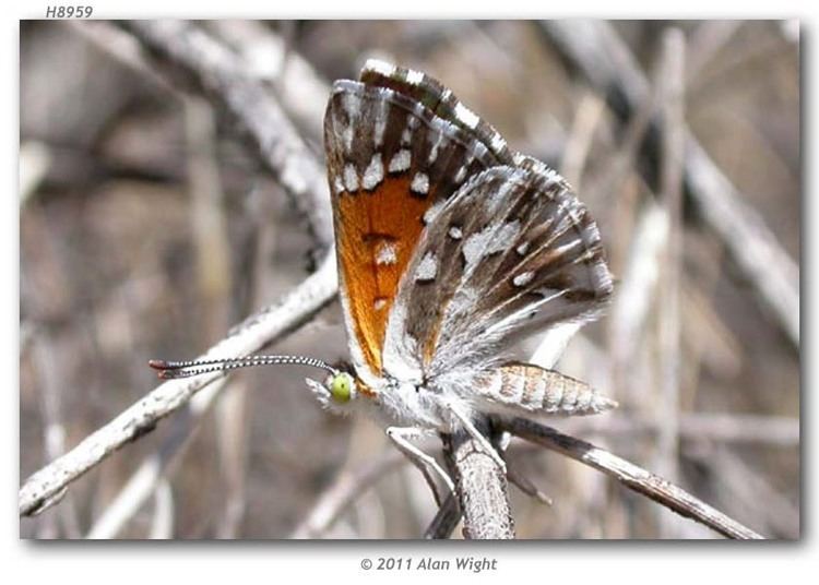 Apodemia mormo langei Apodemia mormo langei live adults