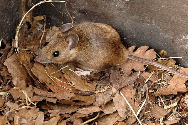 Apodemus Yellownecked mouse Wikipedia