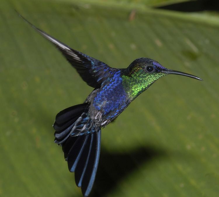 Apodiformes Order Apodiformes