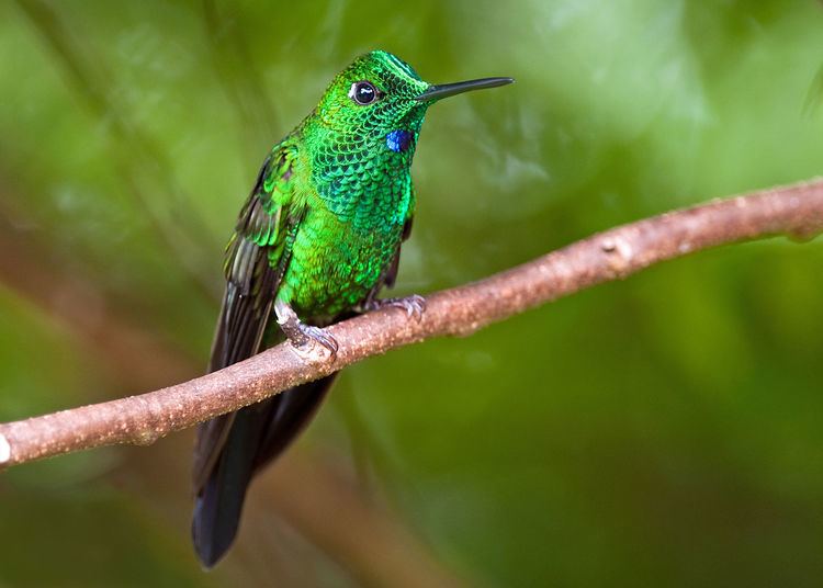 Apodiformes Apodiformes Species