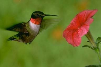 Apodiformes Order Apodiformes