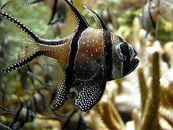 Apogonidae httpsuploadwikimediaorgwikipediacommonsthu