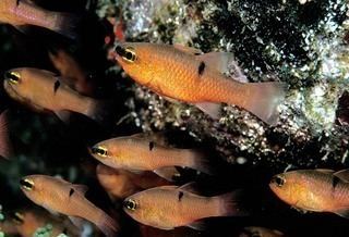 Apogonidae Apogonidae Cardinalfishes Discover Life