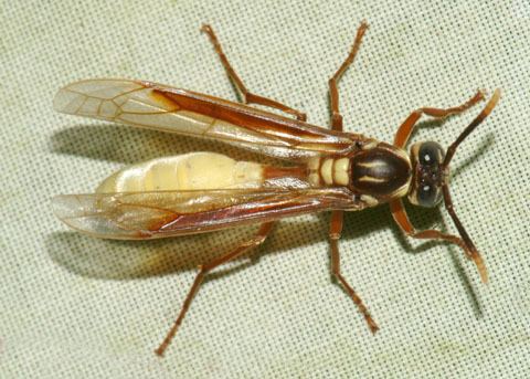 Apoica pallens Nocturnal Social Wasp Apoica pallens