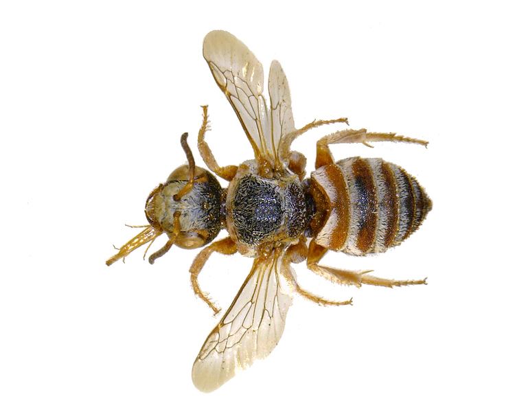 Apoidea Checklist of the Western Palaearctic Bees Hymenoptera Apoidea