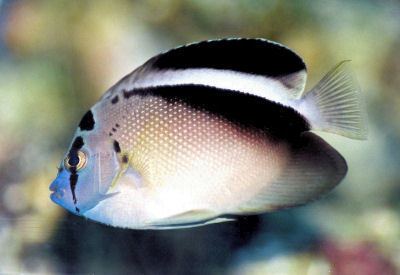 Apolemichthys griffisi Griffis Angelfish Apolemichthys griffisi Griffis39 Angel Fish