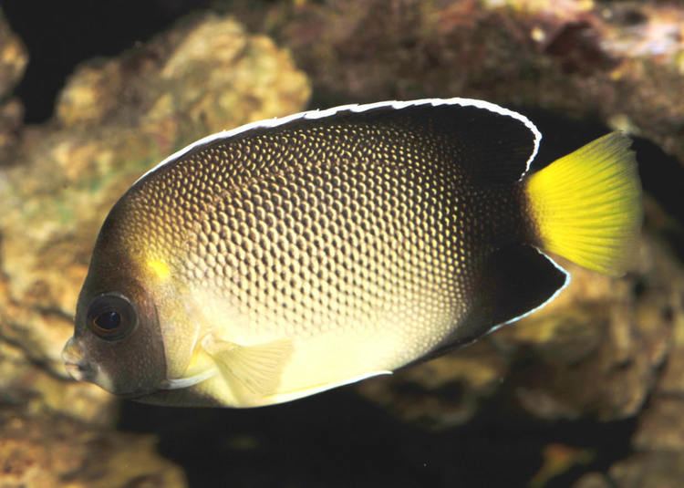 Apolemichthys xanthurus 1000 images about Peces ngel AngelFish on Pinterest