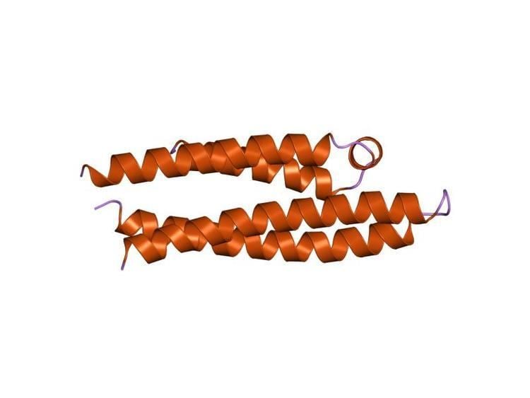 Apolipoprotein