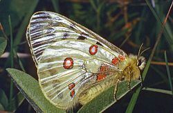Apollo (butterfly) Apollo butterfly Wikipedia