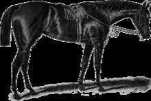 Apology (horse) httpsuploadwikimediaorgwikipediacommonsthu