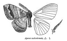 Apona caschmirensis httpsuploadwikimediaorgwikipediacommonsthu