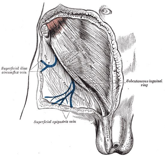 Aponeurosis of the abdominal external oblique muscle
