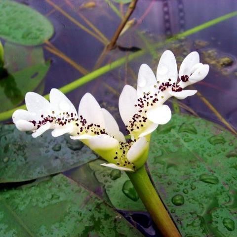 Aponogeton distachyos WATER HAWTHORNE BULBS Pond Plants Online