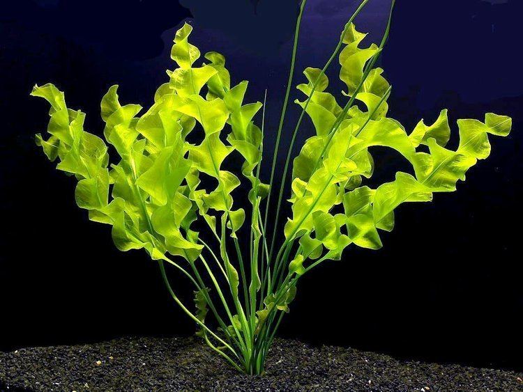 Aponogeton ulvaceus Aponogeton Ulvaceus Bulb African Aquarium Plant Aquarium Plants