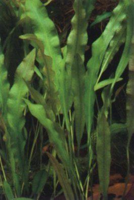 Aponogeton undulatus Quick aquarium plant statistics for some of the most common species