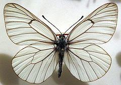Aporia (genus) httpsuploadwikimediaorgwikipediacommonsthu
