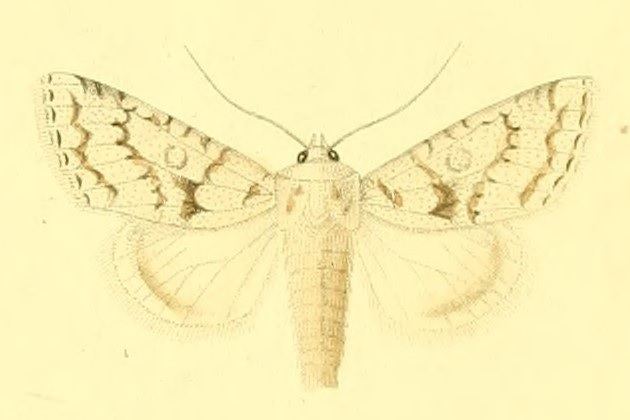 Aporophyla canescens
