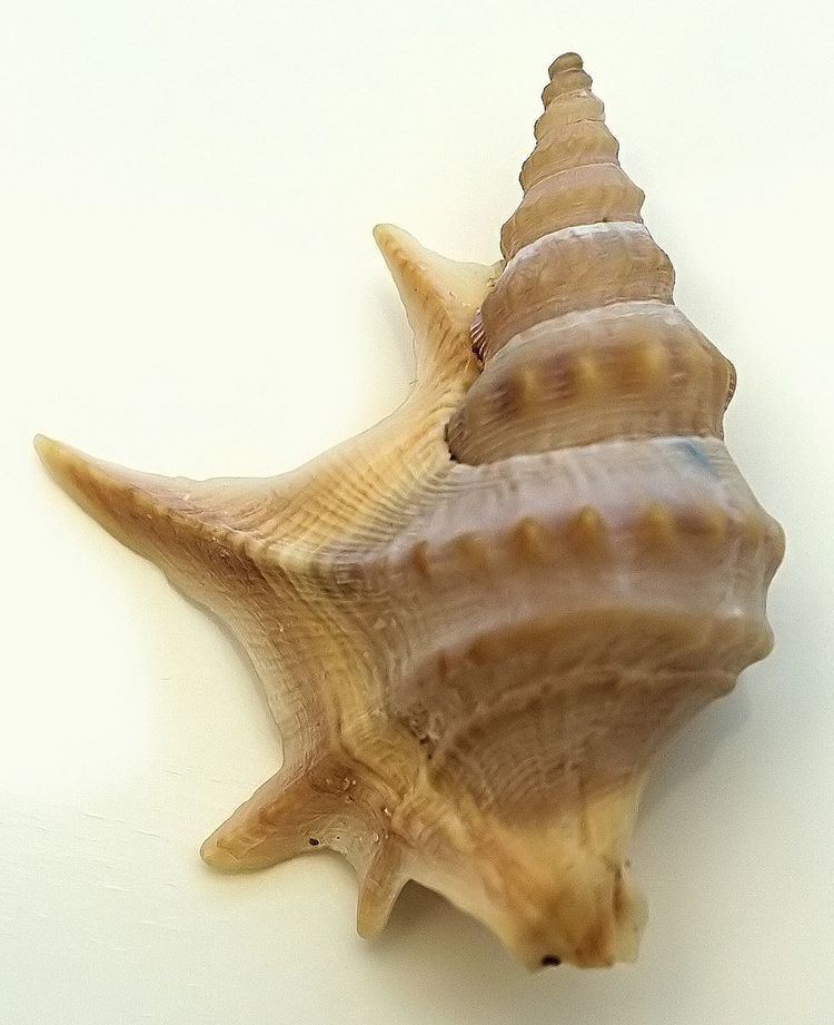 Aporrhaidae
