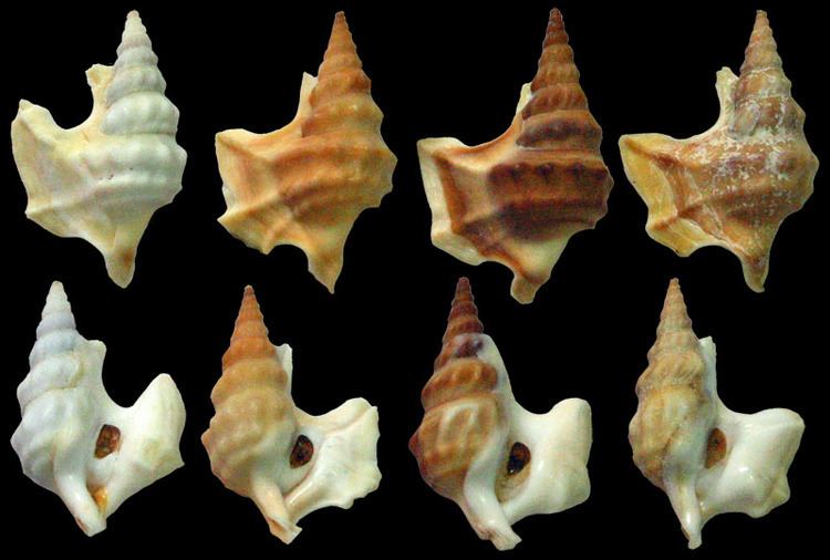 Aporrhais pespelecani Gastropoda Stromboidea Species Aporrhais Pespelecani