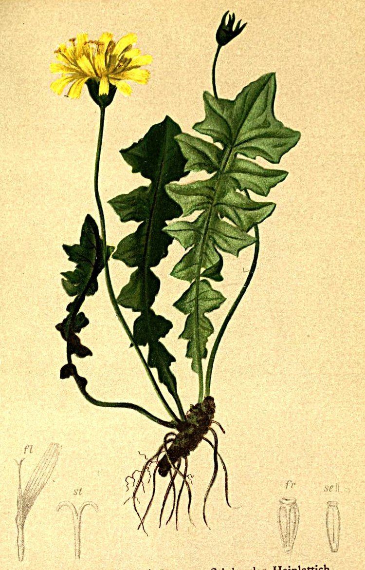 Aposeris FileAposeris foetida Atlas Alpenflorajpg Wikimedia Commons