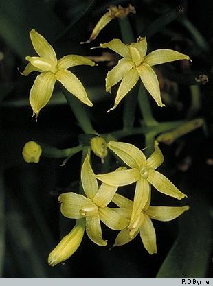 Apostasia (plant) wwworchidspeciescomorphotdirapostawallichiijpg
