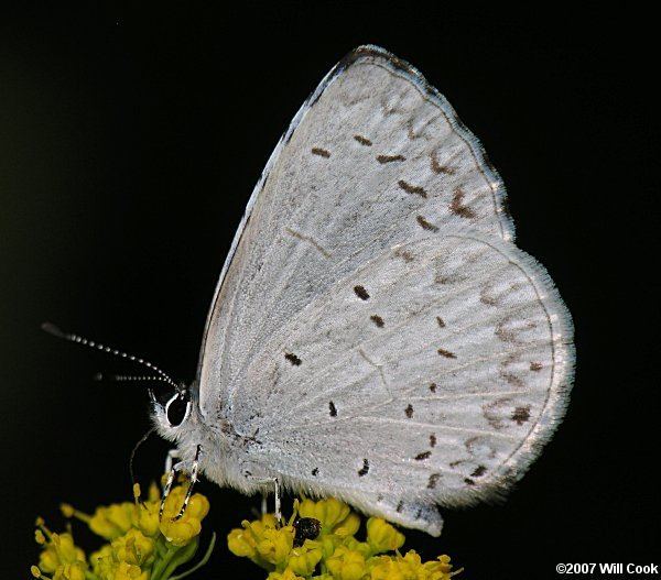 Appalachian azure wwwcarolinanaturecombutterfliesappyazure5775ajpg