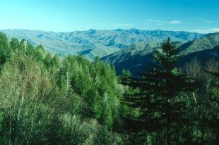 Appalachian-Blue Ridge forests wwwgopetsamericacomwildlifegreatsmokymountai