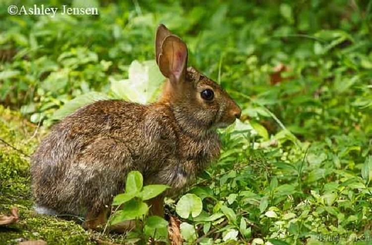 Appalachian cottontail Tennessee Watchable Wildlife Appalachian Cottontail Hunted