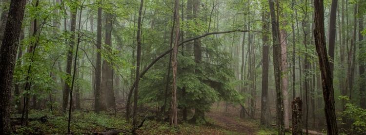 Appalachian mixed mesophytic forests httpswwwnpsgovnerilearnnatureimageswebf