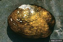 Appalachian monkey-face pearly mussel httpsuploadwikimediaorgwikipediacommonsthu